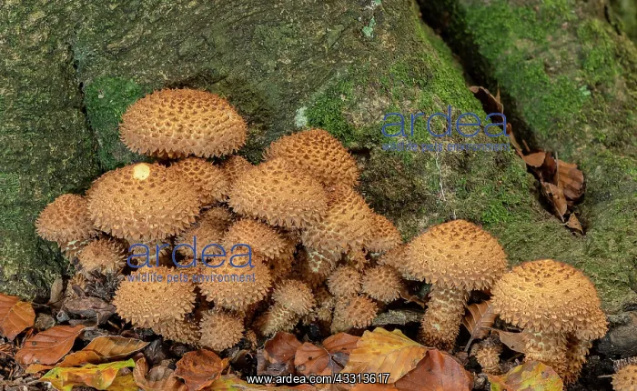 : Group of Shaggy Scalycap, Pholiota squarrosa, at : Group of Shaggy Scalycap, Pholiota squarrosa, at