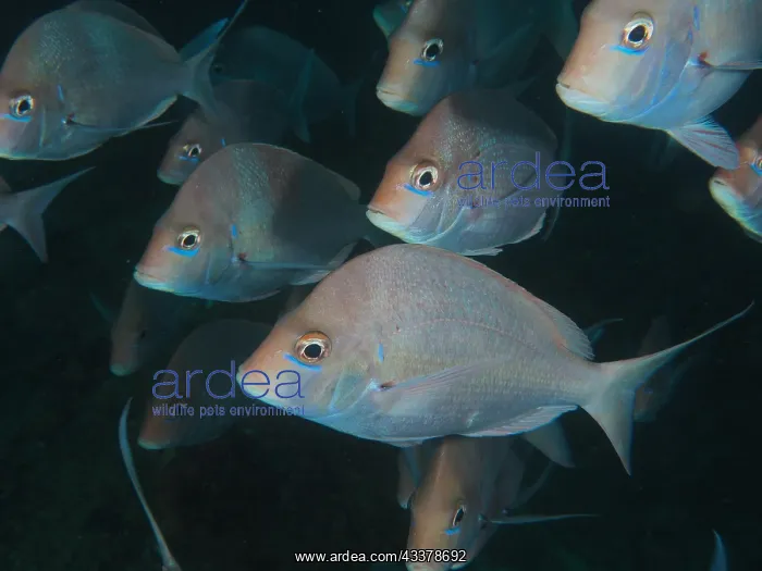: Group, shoal, school of Slinger sea bream (Chrysoblephus : Group, shoal, school of Slinger sea bream (Chrysoblephus