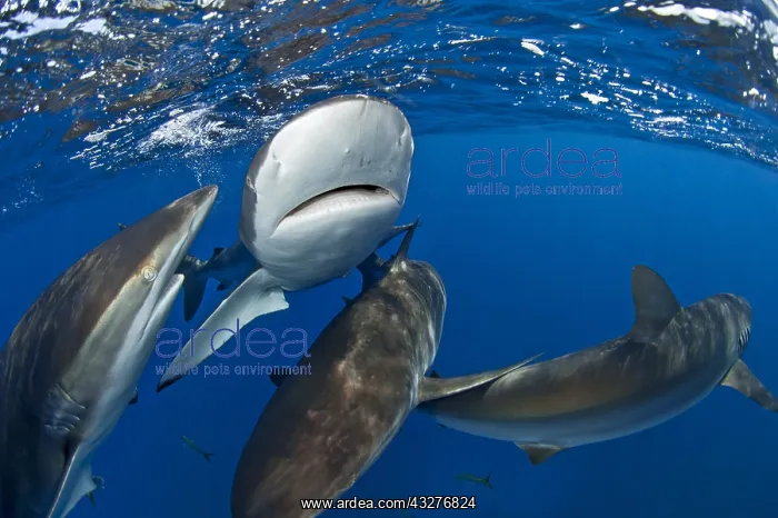 : Group of Silky Sharks (Carcharhinus falciformis) : Group of Silky Sharks (Carcharhinus falciformis)