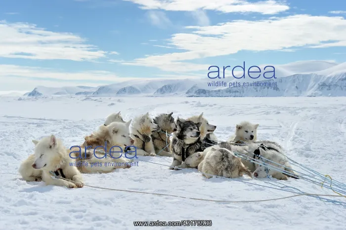 : Group of sled dogs resting on the pack ice : Group of sled dogs resting on the pack ice
