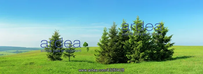 : Group of small spruce trees in a meadow, Ore Mountains : Group of small spruce trees in a meadow, Ore Mountains