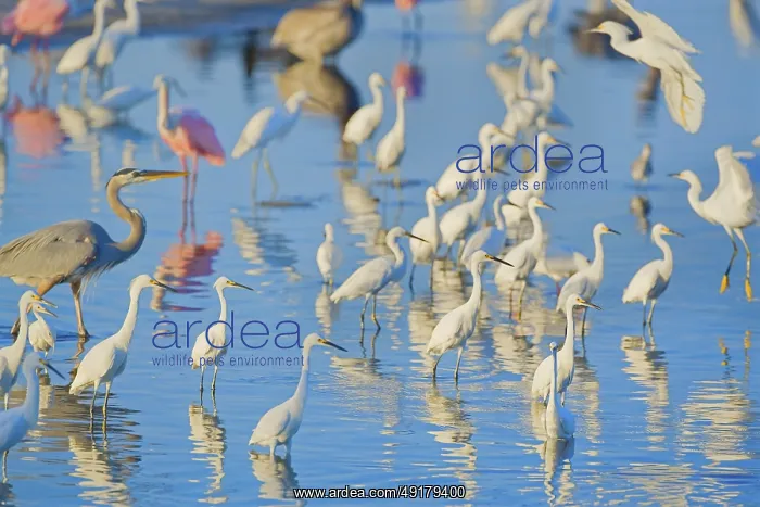  : Group of Snowy Egret (Egretta thula)