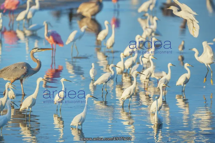 : Group of Snowy Egret (Egretta thula) : Group of Snowy Egret (Egretta thula)
