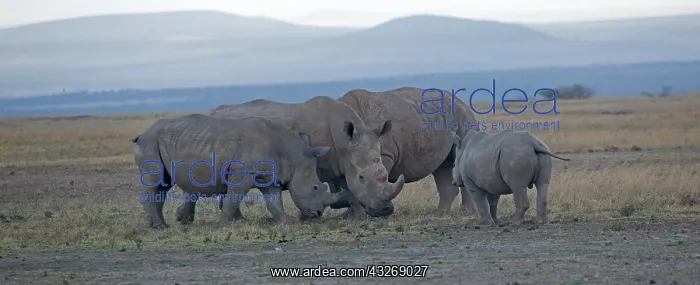 : Group of Southern White rhino, Ceratotherium simum : Group of Southern White rhino, Ceratotherium simum