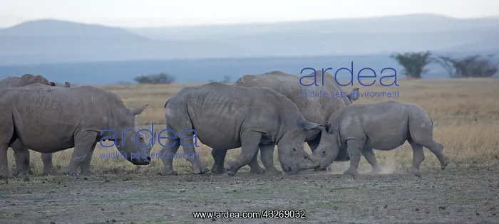 : Group of Southern White rhino, Ceratotherium simum : Group of Southern White rhino, Ceratotherium simum