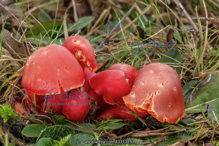 : Group of Splendid Waxcap, Hygrocybe splendidissi : Group of Splendid Waxcap, Hygrocybe splendidissi