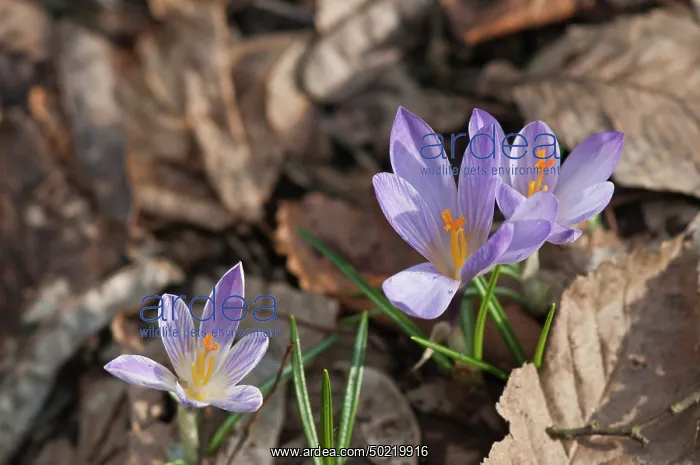  : A group of spring crocus (Crocus vernus) check from the dead leaves, Liguria, Italy
