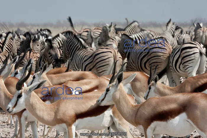 : Group of springboks (Antidorcas marsupialis) : Group of springboks (Antidorcas marsupialis)