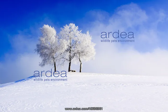 : Group of trees covered with hoarfrost, Zurich, Zurich : Group of trees covered with hoarfrost, Zurich, Zurich