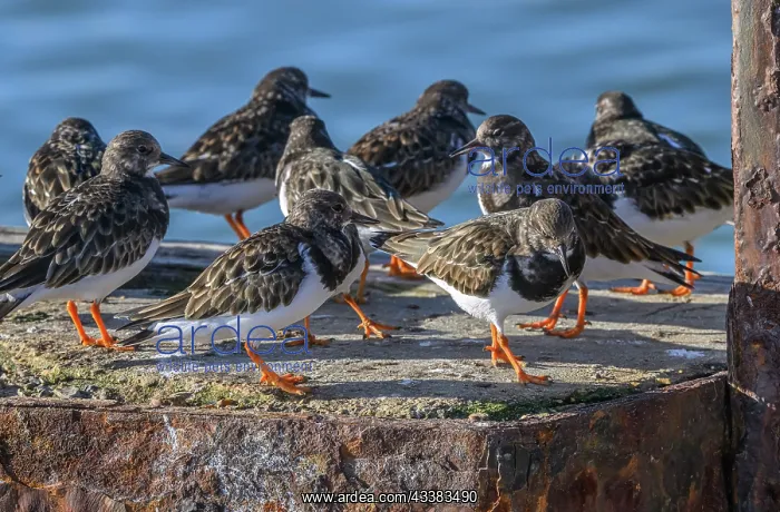  : Group of Turnstones, Arenaria interpres, in wint