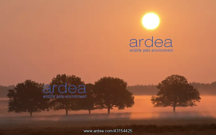 : A group of unidentified trees : A group of unidentified trees