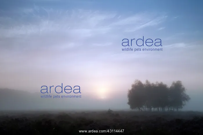 : group of unidentified trees in the mist on the Oud-Reemster : group of unidentified trees in the mist on the Oud-Reemster