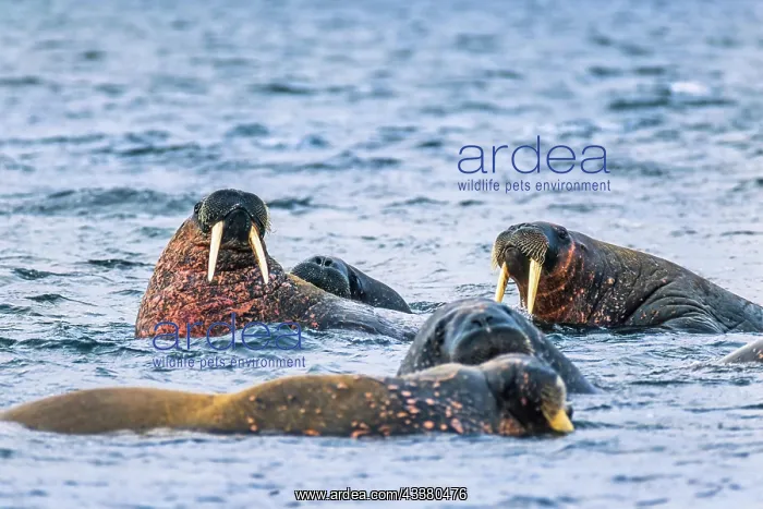 : Group of Walruses in the water at Svalbard Island, Svalbard : Group of Walruses in the water at Svalbard Island, Svalbard