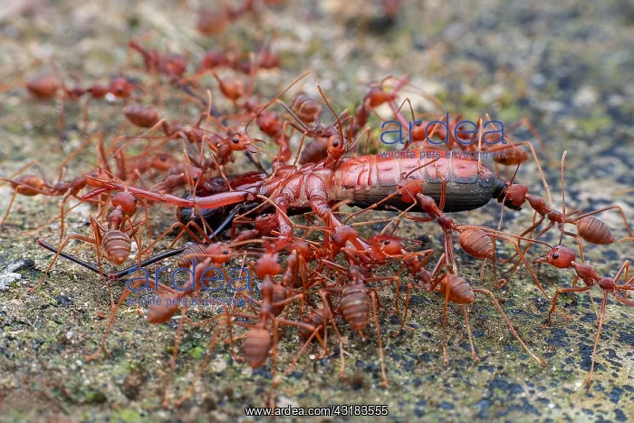 : Group of weaver ants (Oecophylla smaragdina) carrying : Group of weaver ants (Oecophylla smaragdina) carrying