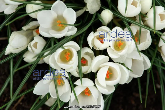 : Group of white crocuses with golden stigmas : Group of white crocuses with golden stigmas