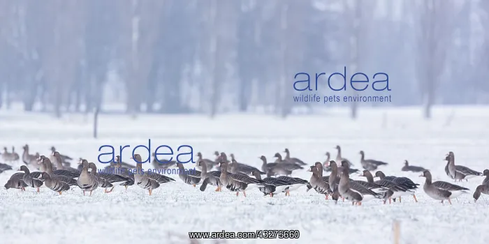 : Group of White-fronted Goose (Anser albifrons) : Group of White-fronted Goose (Anser albifrons)