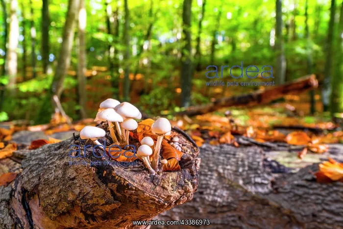 : Group of white mushrooms on a wooden log in the