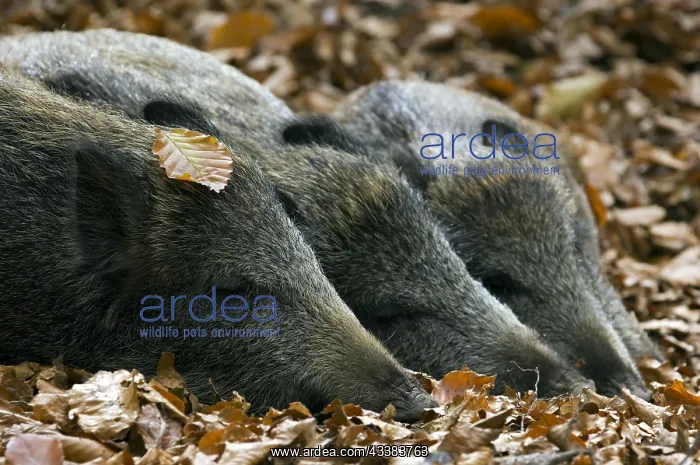 : Group of wild boars (Sus scrofa) sleeping in beech forest : Group of wild boars (Sus scrofa) sleeping in beech forest