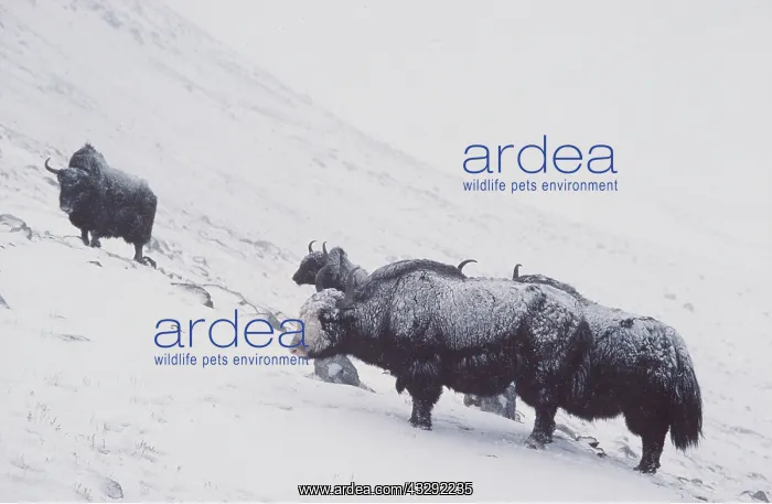 : GROUP OF YAK IN SNOW : GROUP OF YAK IN SNOW