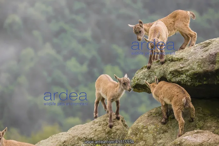 : Group of young ibex (Capra ibex) play on a rock : Group of young ibex (Capra ibex) play on a rock