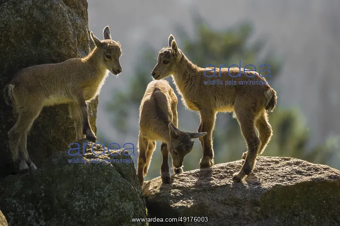: A group of young ibex (Capra ibex) play on a rock : A group of young ibex (Capra ibex) play on a rock