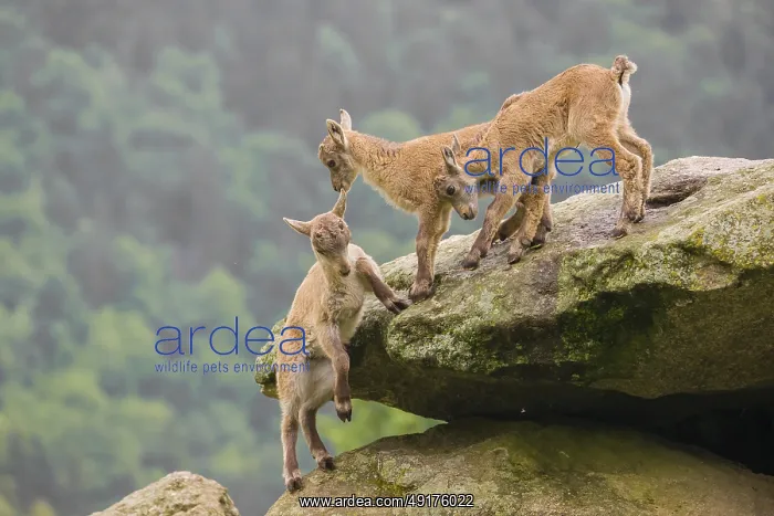 : Group of young ibex (Capra ibex) play on a rock : Group of young ibex (Capra ibex) play on a rock
