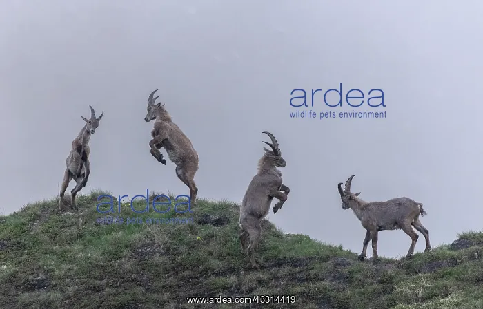  : Group of young male Alpine ibex, Capra ibex, dis