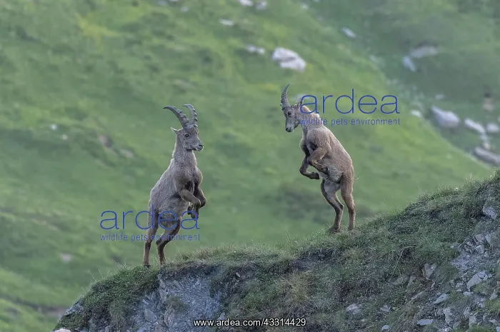 : Group of young male Alpine ibex, Capra ibex, dis