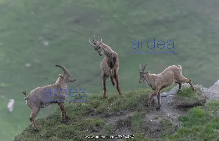: Group of young male Alpine ibex, Capra ibex, dis : Group of young male Alpine ibex, Capra ibex, dis