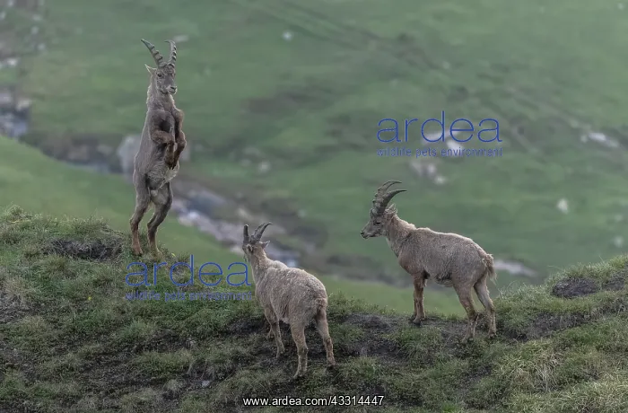 : Group of young male Alpine ibex, Capra ibex, dis : Group of young male Alpine ibex, Capra ibex, dis