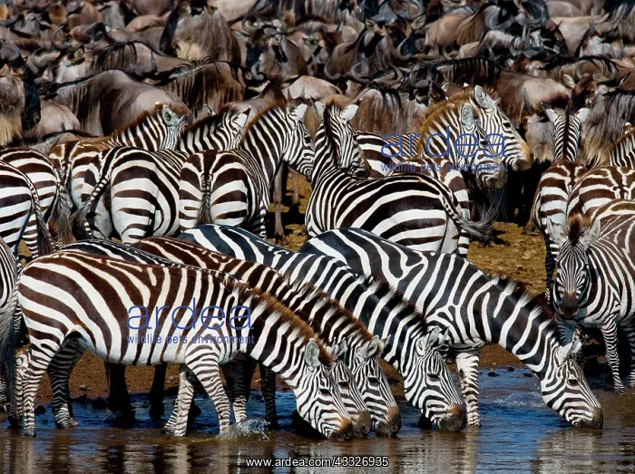 : Group of zebras (Equus quagga) are drinking wate : Group of zebras (Equus quagga) are drinking wate
