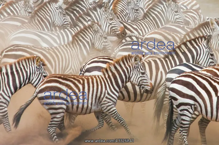 : Group of zebras (Equus quagga) in the dust. Keny : Group of zebras (Equus quagga) in the dust. Keny