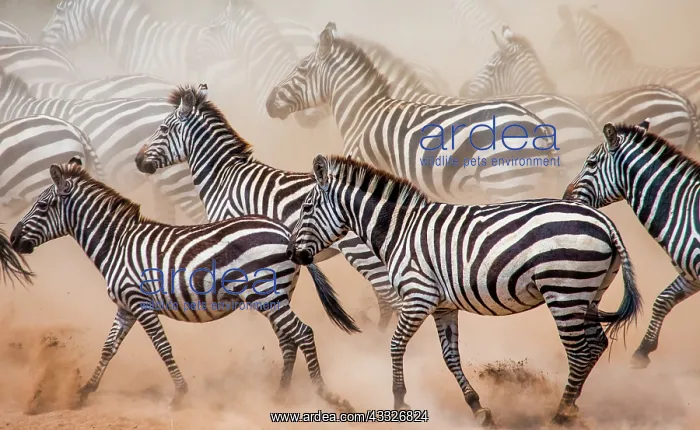 : Group of zebras (Equus quagga) are running in th : Group of zebras (Equus quagga) are running in th