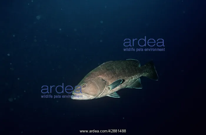 : GROUPER - 2K : GROUPER - 2K