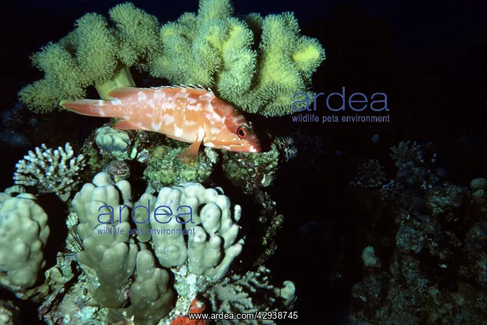  : GROUPER (Epinephelus fasciatus)