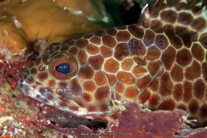  : Grouper