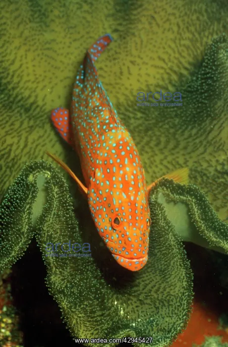 : Grouper - in coral : Grouper - in coral