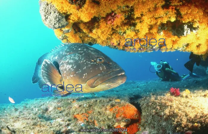 : GROUPER by coral - with scuba diver : GROUPER by coral - with scuba diver