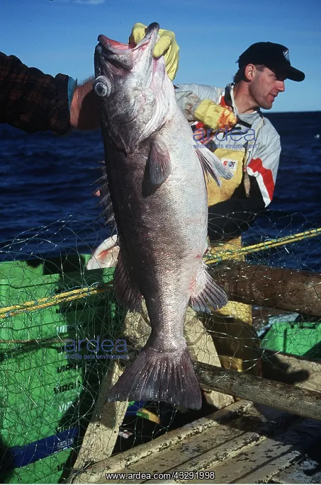 : Grouper fish held by gills by fisherman : Grouper fish held by gills by fisherman