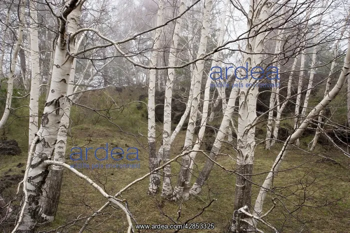 : Grove of Mt. Etna birches : Grove of Mt. Etna birches