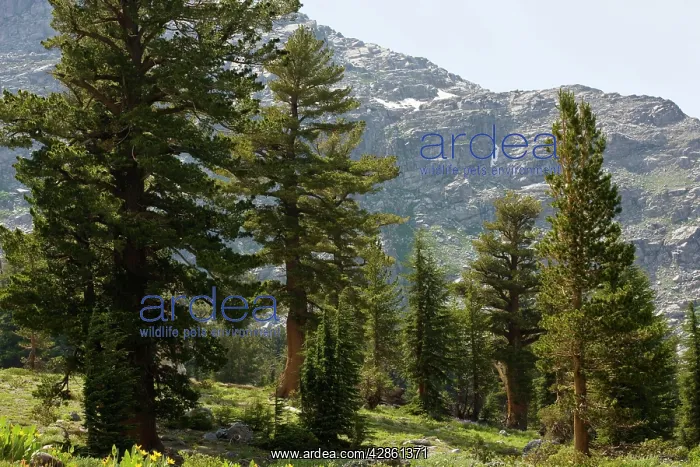 : Grove of Red Firs - near Winnemucca Lake : Grove of Red Firs - near Winnemucca Lake