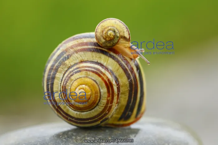 : Grove slug, Cepaea nemoralis, Switzerland, Europe : Grove slug, Cepaea nemoralis, Switzerland, Europe