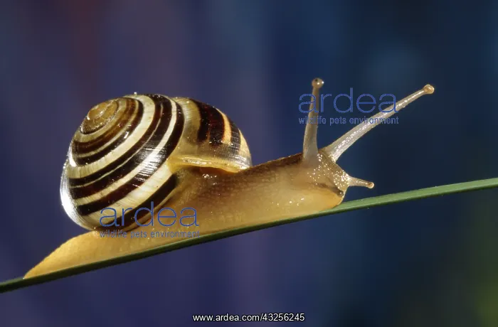 : Grove Snail (Cepaea nemoralis) in close up, Bel : Grove Snail (Cepaea nemoralis) in close up, Bel
