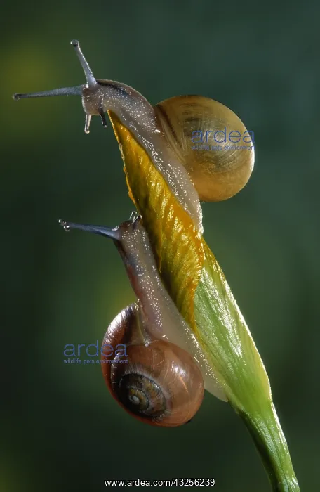 : Grove Snails (Cepaea nemoralis) on top of plant : Grove Snails (Cepaea nemoralis) on top of plant