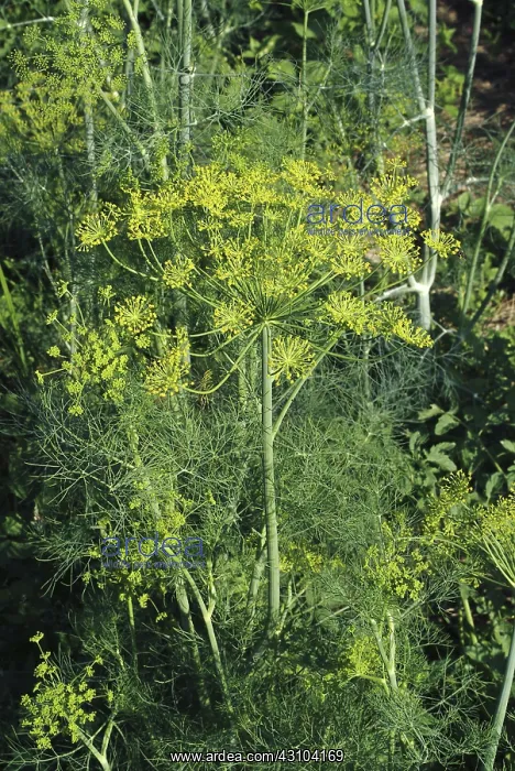 : Dill. Growing Dill in the Garden (Anethum graveolens) : Dill. Growing Dill in the Garden (Anethum graveolens)