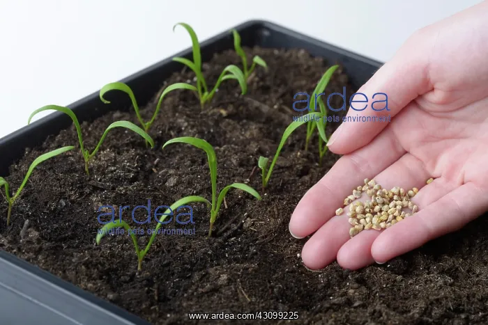 : Growing spinach : Growing spinach