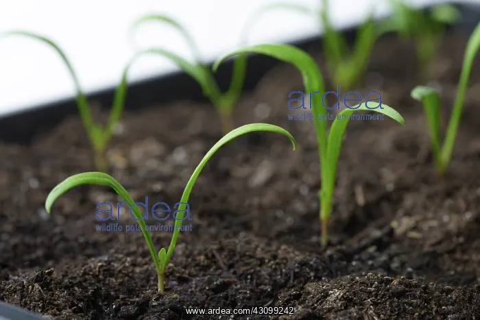 : Growing spinach : Growing spinach