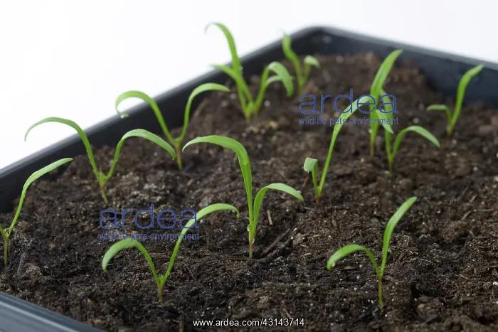 : Growing spinach : Growing spinach