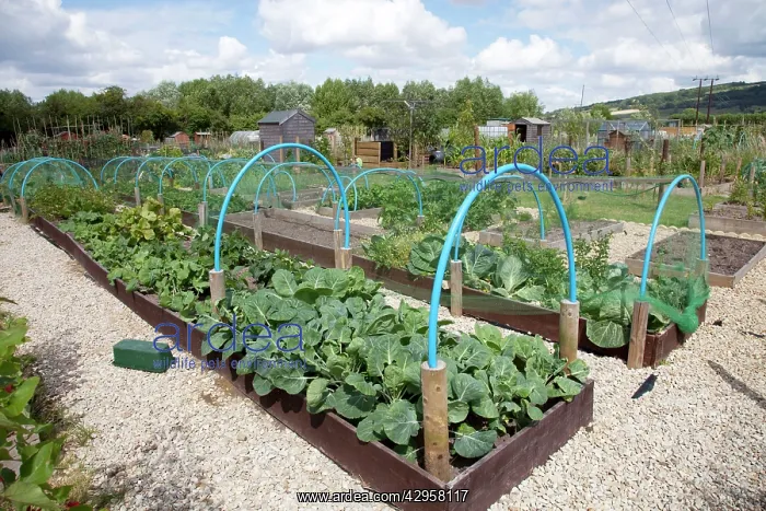 : Growing vegetables in raised beds on community allotments : Growing vegetables in raised beds on community allotments