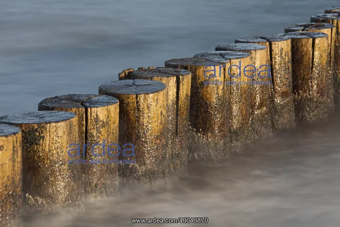 : Groyne at the beach - Baltic sea - Mecklenburg-Western : Groyne at the beach - Baltic sea - Mecklenburg-Western